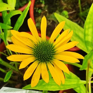 Jeżówka purpurowa (Echinacea) Fountain Yellow sadzonka