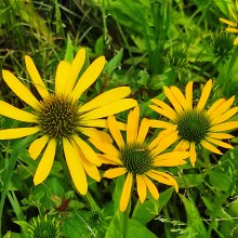 Jeżówka purpurowa (Echinacea) Fountain Yellow sadzonka p12