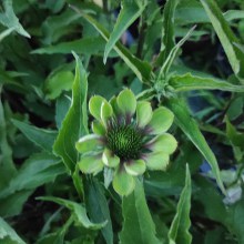 Jeżówka purpurowa (Echinacea) Green Twister p9