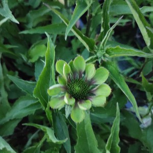 Jeżówka purpurowa (Echinacea) Green Twister p9