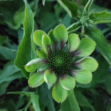 Jeżówka purpurowa (Echinacea) Green Twister p9