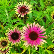 Jeżówka purpurowa (Echinacea) Green Twister p9
