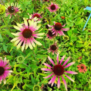 Jeżówka purpurowa (Echinacea) - Green Twister p9