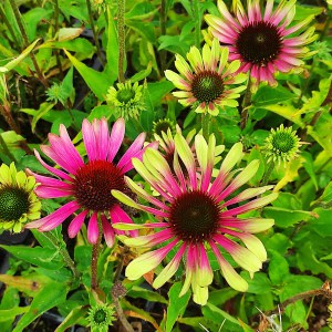Jeżówka purpurowa (Echinacea) Green Twister