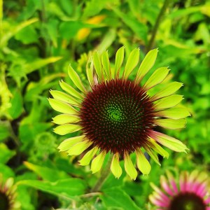 Jeżówka purpurowa (Echinacea) - Green Twister