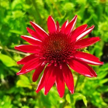 Jeżówka purpurowa (echinacea) Meditation Cerice sadzonka p12