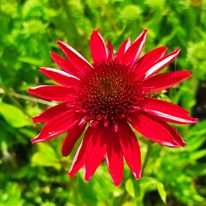 Jeżówka purpurowa (echinacea) Meditation Cerice sadzonka p12