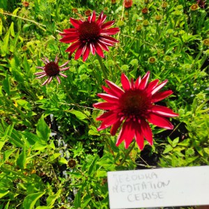 Jeżówka purpurowa (echinacea) Meditation Cerice  sadzonka p12