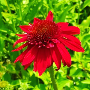 Jeżówka purpurowa (echinacea) Meditation Cerice  sadzonka p12