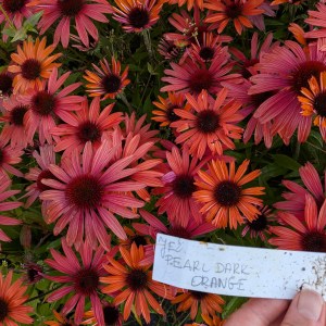 Jeżówka Jeżówka purpurowa - Echinacea - Pearl Dark Orange sadzonka c1(Echinacea) Pearl Dark Orange sadzonka c1