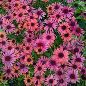 Jeżówka purpurowa (Echinacea) - Pearl Dark Orange sadzonka c1