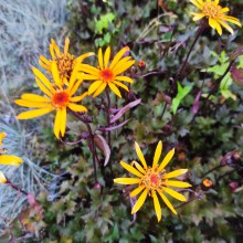 Języczka (Ligularia) Osiris Fantaisie c1