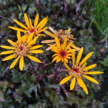 Języczka (Ligularia) Osiris Fantaisie c1 40 cm - kwiaty