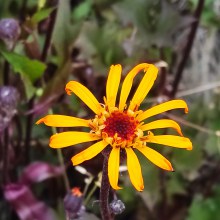 Języczka (Ligularia) Osiris Fantaisie c1 40 cm - kwiat