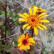 Języczka (Ligularia) Osiris Fantaisie c1 40 cm