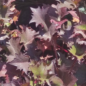 Języczka (Ligularia) Osiris Fantaisie c1 40 cm - liście