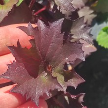 Języczka (Ligularia) Osiris Fantaisie c1 40 cm - liść