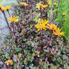Języczka (Ligularia) Osiris Fantaisie