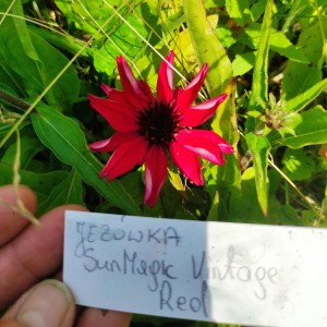Jeżówka purpurowa (Echinacea) Sun Magic Vintage Red sadzonka p12