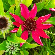Jeżówka purpurowa (Echinacea) Sun Magic Vintage Red sadzonka p12