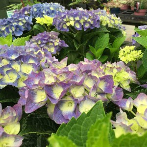Hortensja ogrodowa niebieska (Hydrangea) Jip Blue c3 zdjęcie 7
