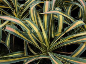 Juka Colour Guard (Yucca filamentosa) 1