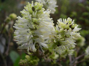 Fothergilla pośrednia (Fothergilla intermedia) Blue Shadow zdjęcie 6