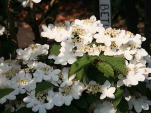 Kalina japońska (Viburnum plicatum) Watanabe sadzonka zdjęcie 2