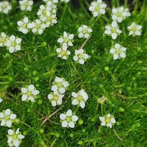 Karmnik ościsty (Sagina subulata) Green Moss 9