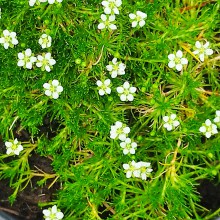 Karmnik ościsty (Sagina subulata) Green Moss 8