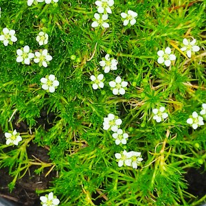 Karmnik ościsty (Sagina subulata) Green Moss 8