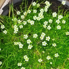 Karmnik ościsty (Sagina subulata) Green Moss 10
