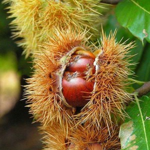 Kasztan jadalny (Castanea sativa) c2-c3 zdjęcie 1