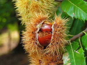 Kasztan jadalny (Castanea sativa) c2 zdjęcie 1