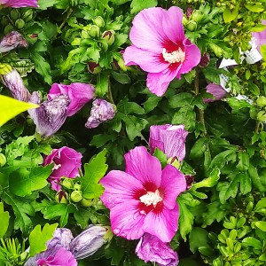 Ketmia syryjska, hibiskus (Hibiscus syriacus) Russian Violet - Floru c2 40-50cm