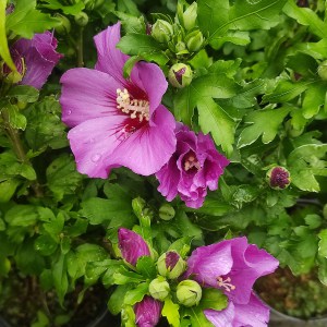 Ketmia syryjska, hibiskus (Hibiscus syriacus) Russian Violet - Floru c2 40-50cm