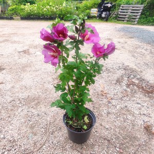 Ketmia syryjska, hibiskus (Hibiscus syriacus) Russian Violet - Floru c2 40-50cm - sadzonka