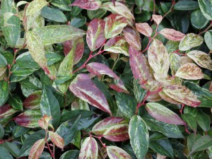Kiścień Waltera, kiścień wawrzynowy (Leucothoe walteri) Rainbow zdjęcie 2