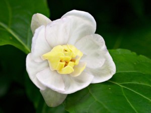 Kielichowiec chiński (Sinocalycanthus chinensis) zdjęcie 1