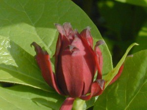 Kielichowiec wonny (Calycanthus floridus) c2 zdjęcie 1