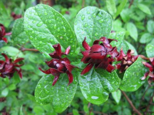 Kielichowiec wonny (Calycanthus floridus) c5 zdjęcie sadzonki
