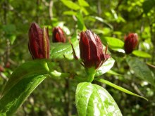 Kielichowiec wonny czerwony (Calycanthus) zdjęcie 1