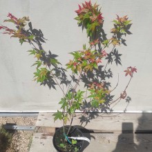 Klon palmowy (Acer palmatum) Beni Maiko 60 -70 cm c2 - zdjęcie 3