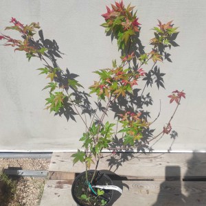 Klon palmowy (Acer palmatum) Beni Maiko 60 -70 cm c2 - zdjęcie 3