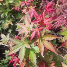 Klon palmowy (Acer palmatum) Beni Maiko 60 -70 cm c2 - zdjęcie 1