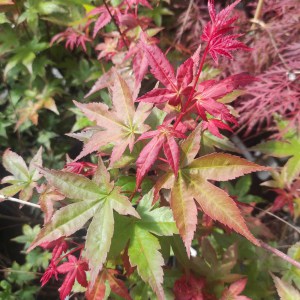 Klon palmowy (Acer palmatum) Beni Maiko 60 -70 cm c2 - zdjęcie 1
