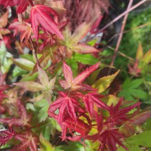 Klon palmowy (Acer palmatum) Beni Maiko 60 -70 cm c2 - zdjęcie 2