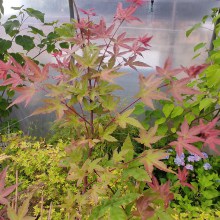 Klon palmowy (Acer palmatum) Beni Maiko 60 -70 cm c2 - zdjęcie 4