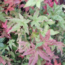 Klon palmowy (Acer palmatum) Beni Maiko 60 -70 cm c2 - zdjęcie 5