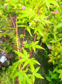 Klon palmowy (Acer palmatum) Sangokaku szczepiony na podkładce 80 cm c3